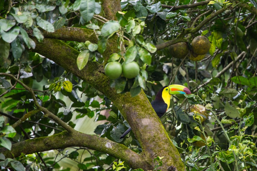 Costa Rica Adventure / Toucan