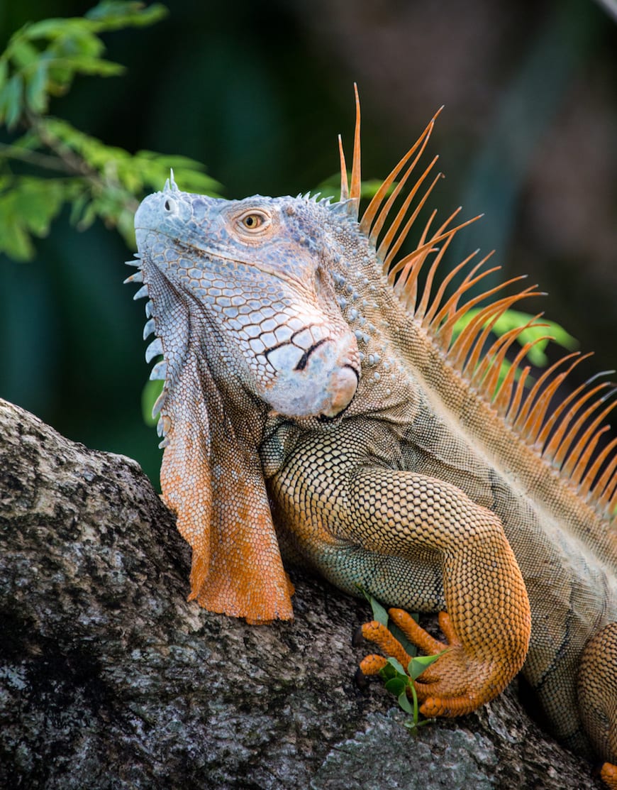 Costa Rica Adventure / Iguanas
