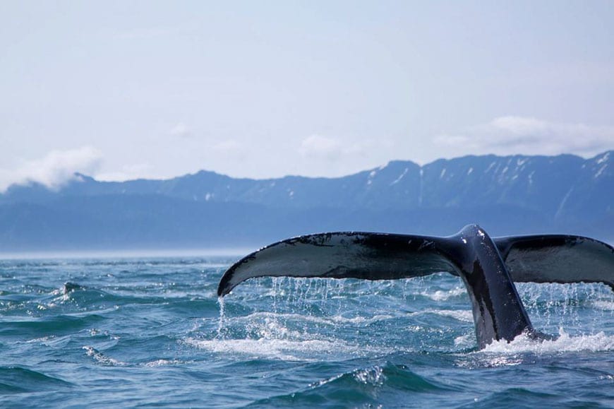 Humpback Whales