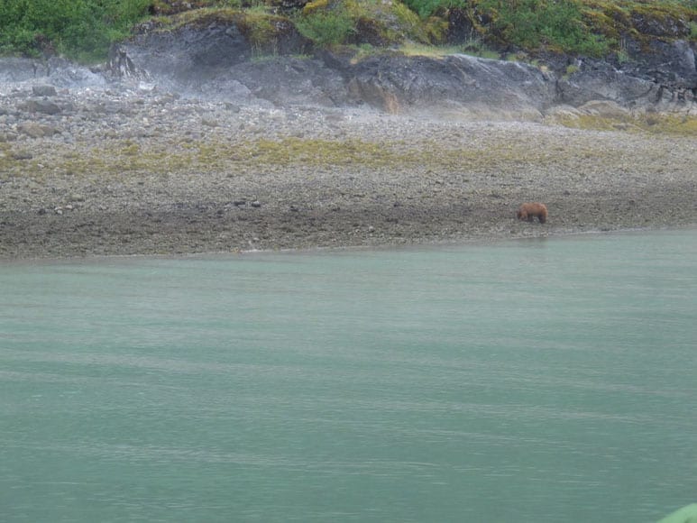 Brown Bears in the Inside Passage of Alaska