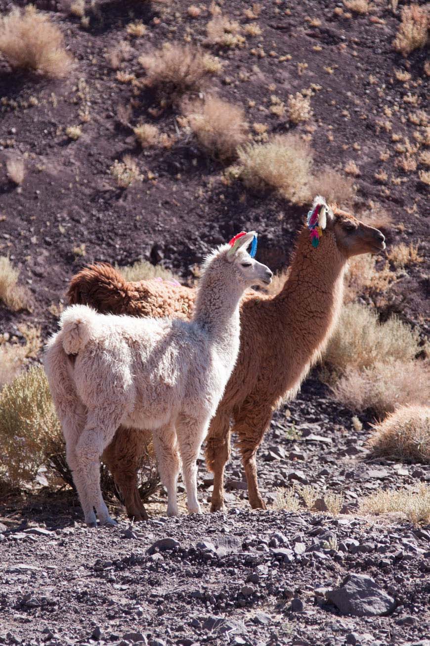 Llamas