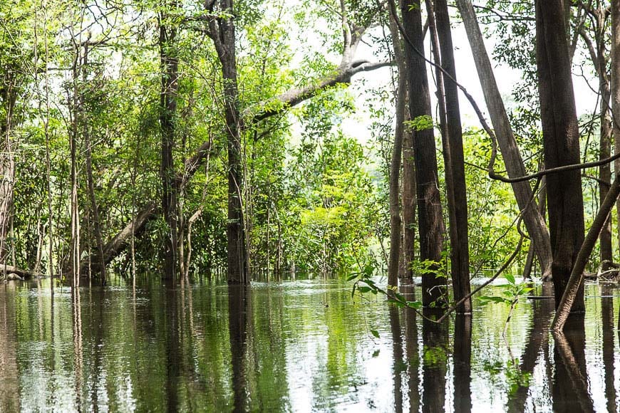 Swimming at the Juma Amazon Lodge