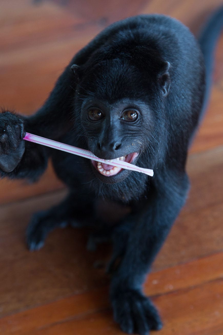 Friendly Monkeys at the Juma Amazon Lodge