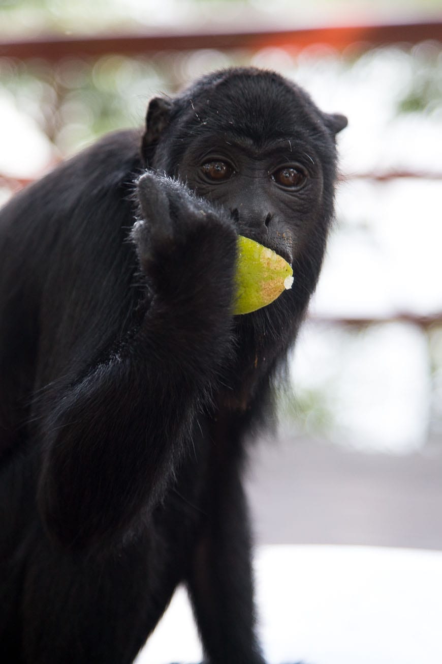 Monkey in the Amazon Rainforest