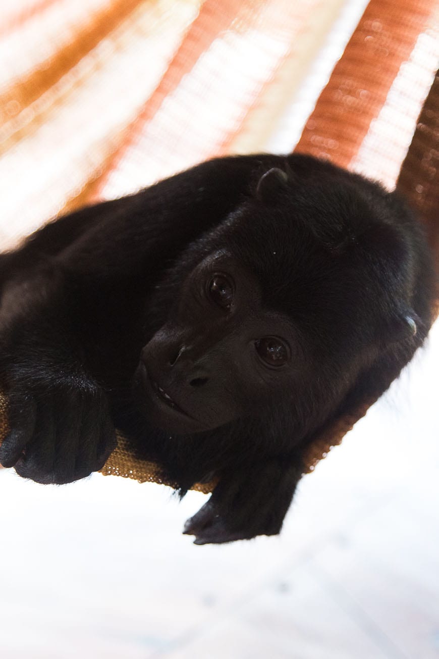 hammock monkey